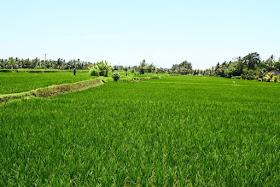 Ubud rice field view in Bali