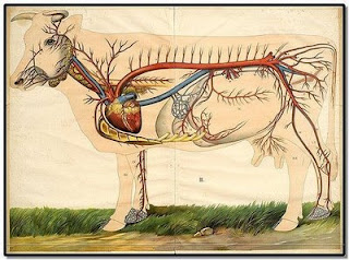 MOOMOO DAIRIES: Circulatory System