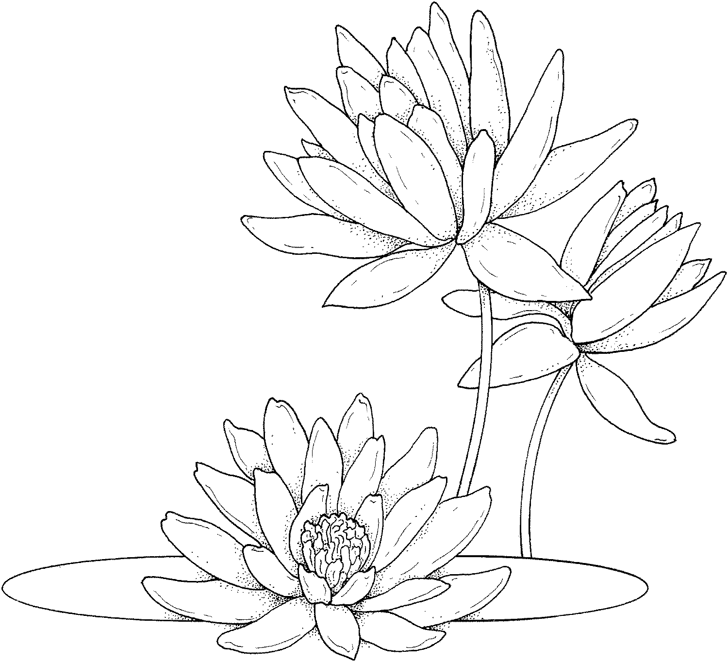 The Gallery For Gt White Water Lily Flower
