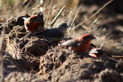 Red Crossbill 'Type 4'