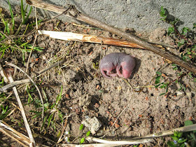 Baublog Von Susi Und Sven April 2015