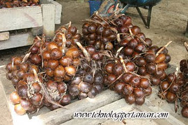 BUAH SALAK