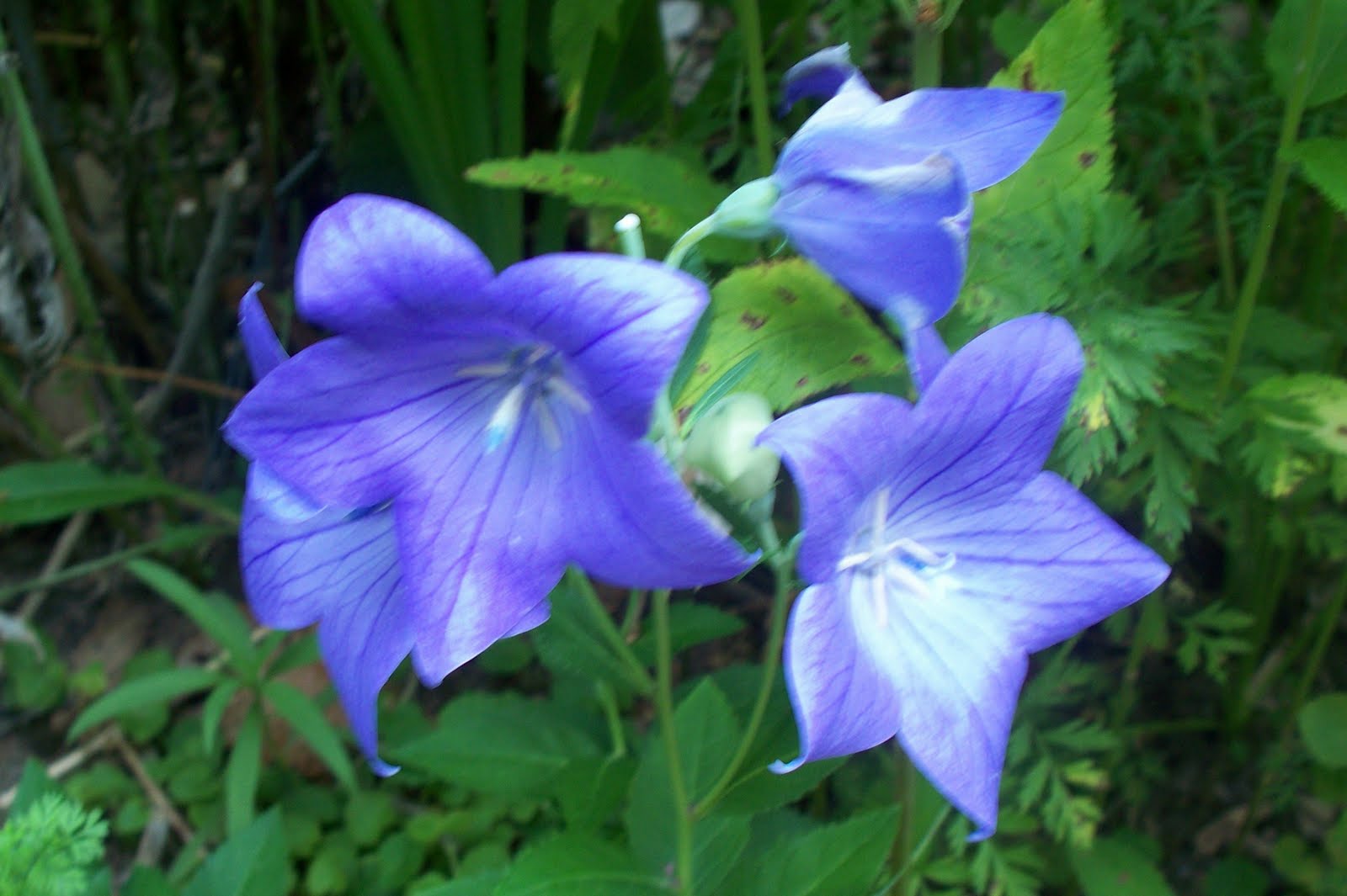 Garden Beauty Platycodon grandiflorus or Chinese bellflower