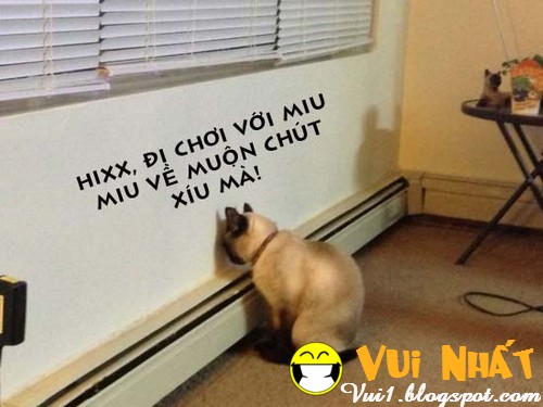 ảnh chế động vật bị phạt ảnh chế động vật bị phạt