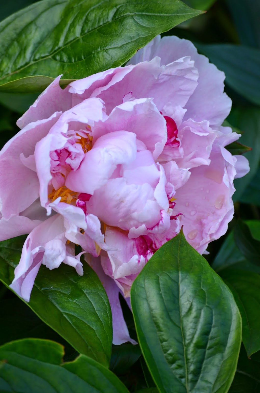 Vid vätterns strand: rosa / blommig fredag