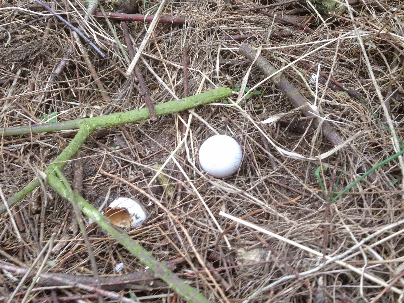 Norfolk Coast with the National Trust 22nd of March And so it begins...