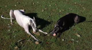 blue and bettina greyhound enjoy bones in the backyard