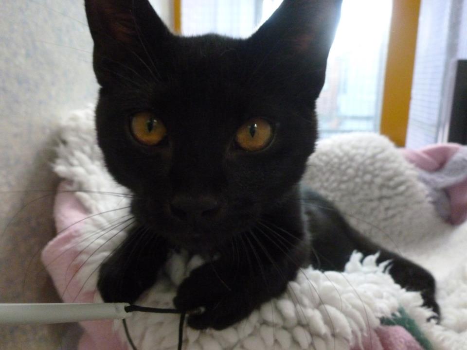Cats Protection Devon Cats Protection Devon