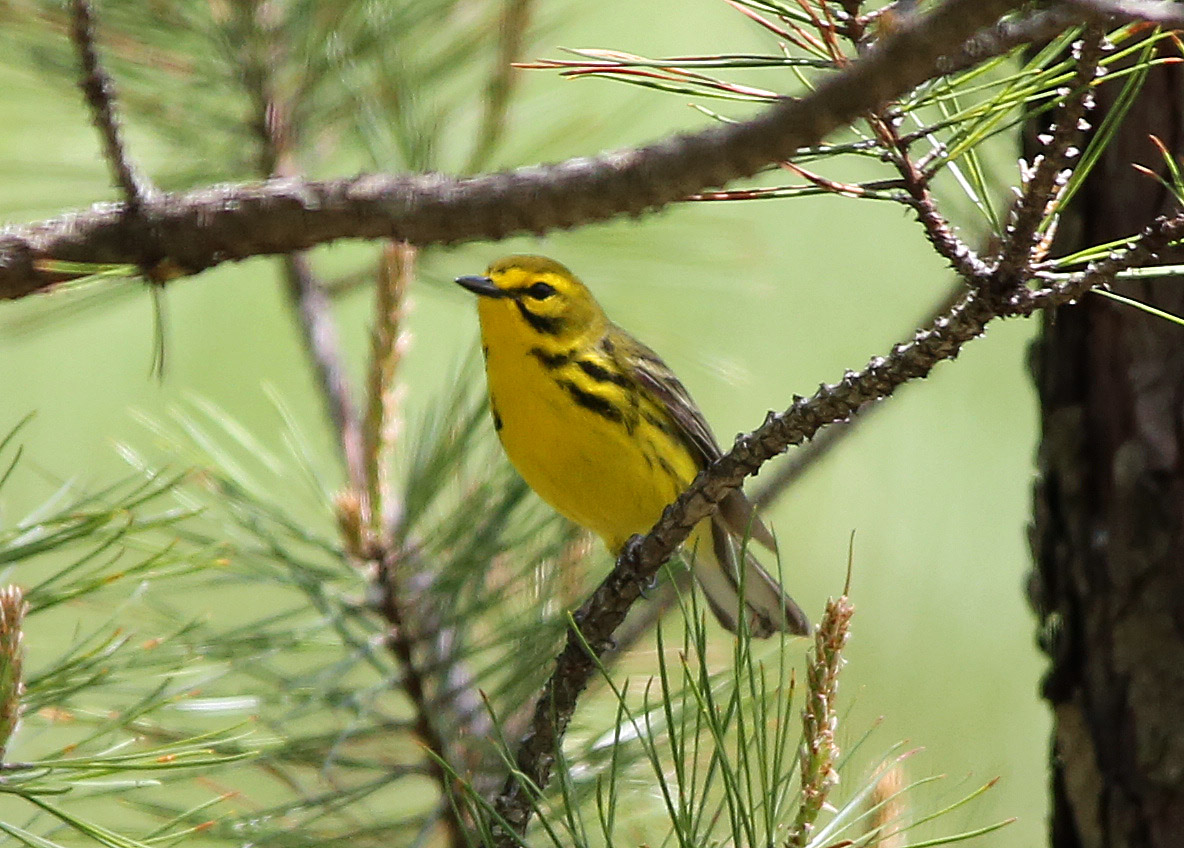 Ohio Birds and Biodiversity West Virginia warblers
