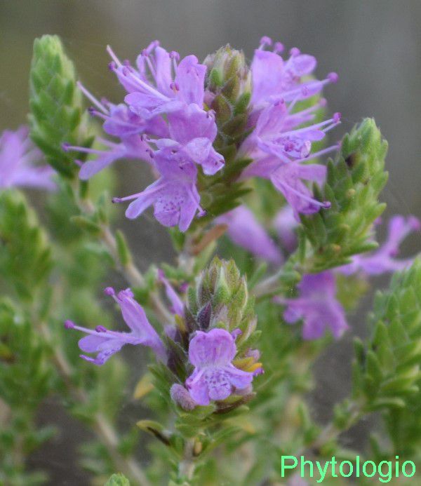 Thymus capitatus , (L.) Hoffmanns. & Link. Ελληνική Φύση Βοτανολογία