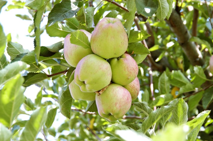 Apples Of Kashmir