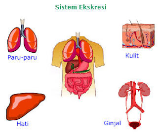 Pengertian Sistem Ekskresi Pada Manusia