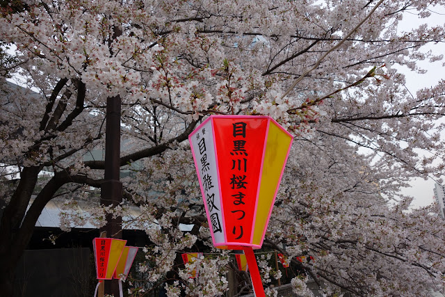 Sakura at Meguro river 2013