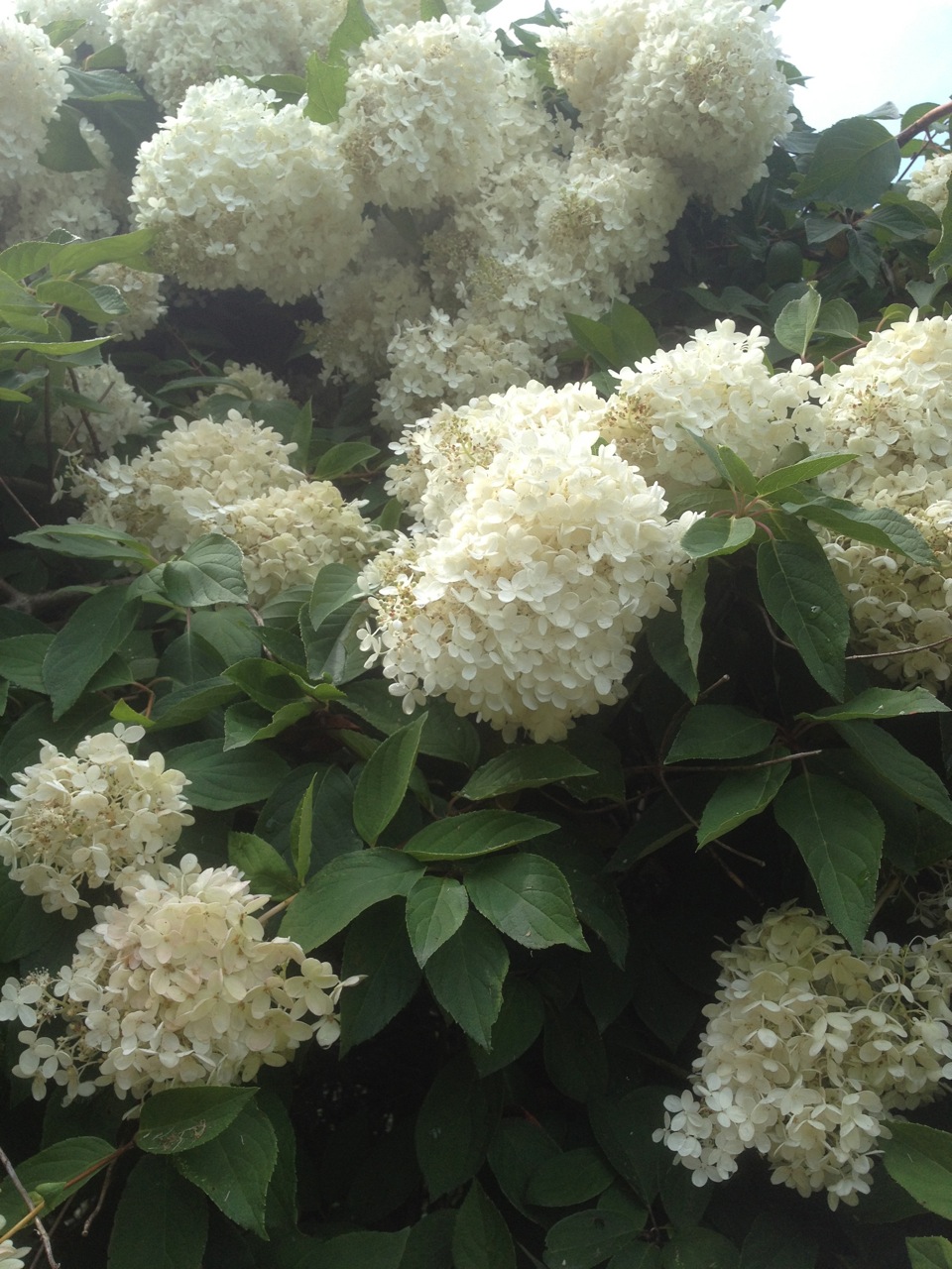 A White Flowering Hydrangea Bush With Many Flowers Stock Photo
