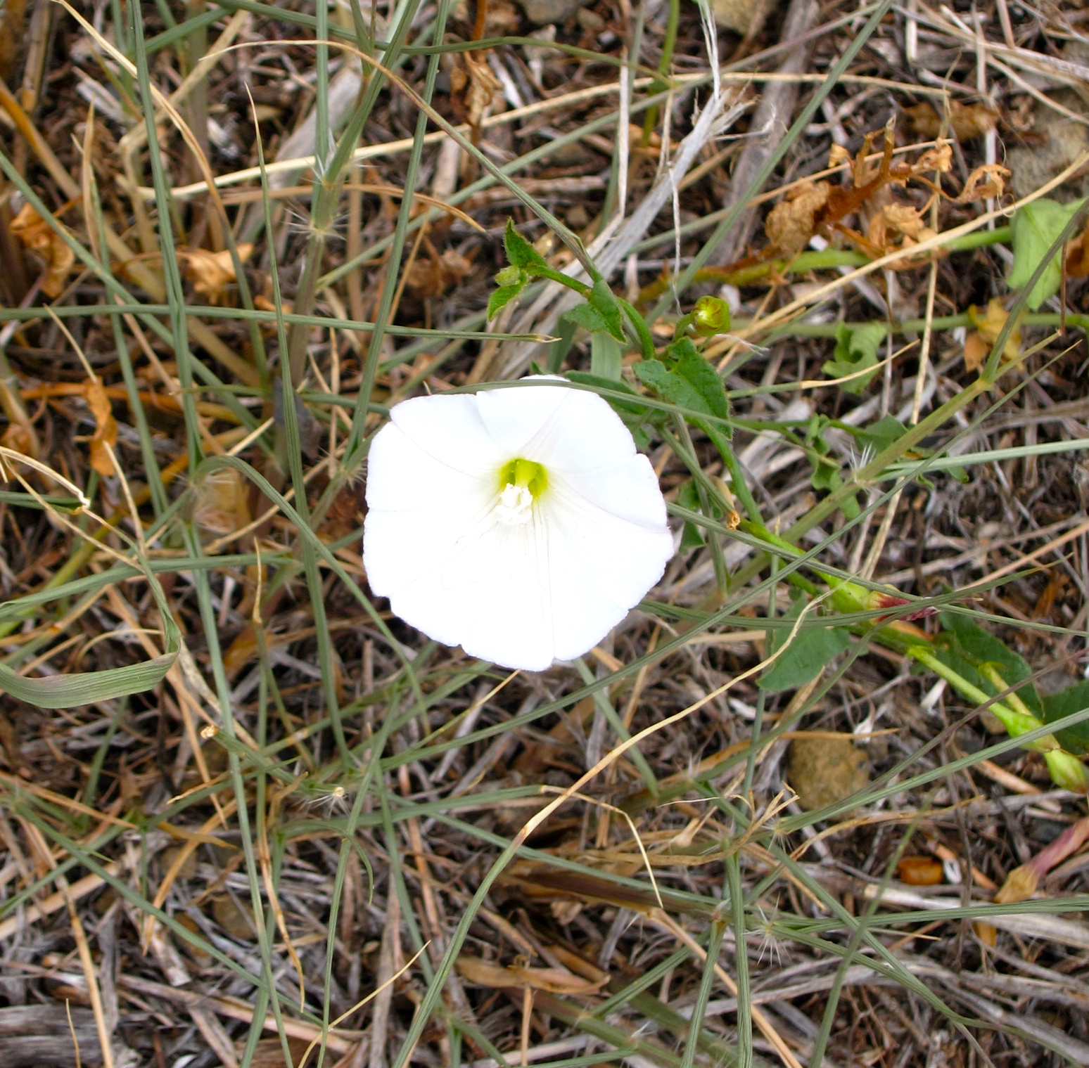 A Wandering Botanist Plant Story The dreadful field bindweed