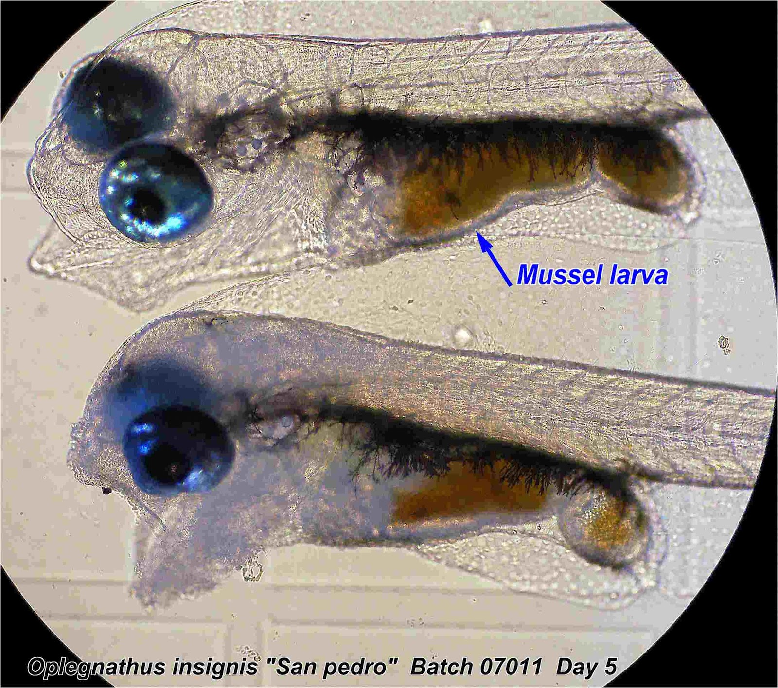 Mussel larvae production for Pacific beakfish larvae (Oplegnathus insignis)