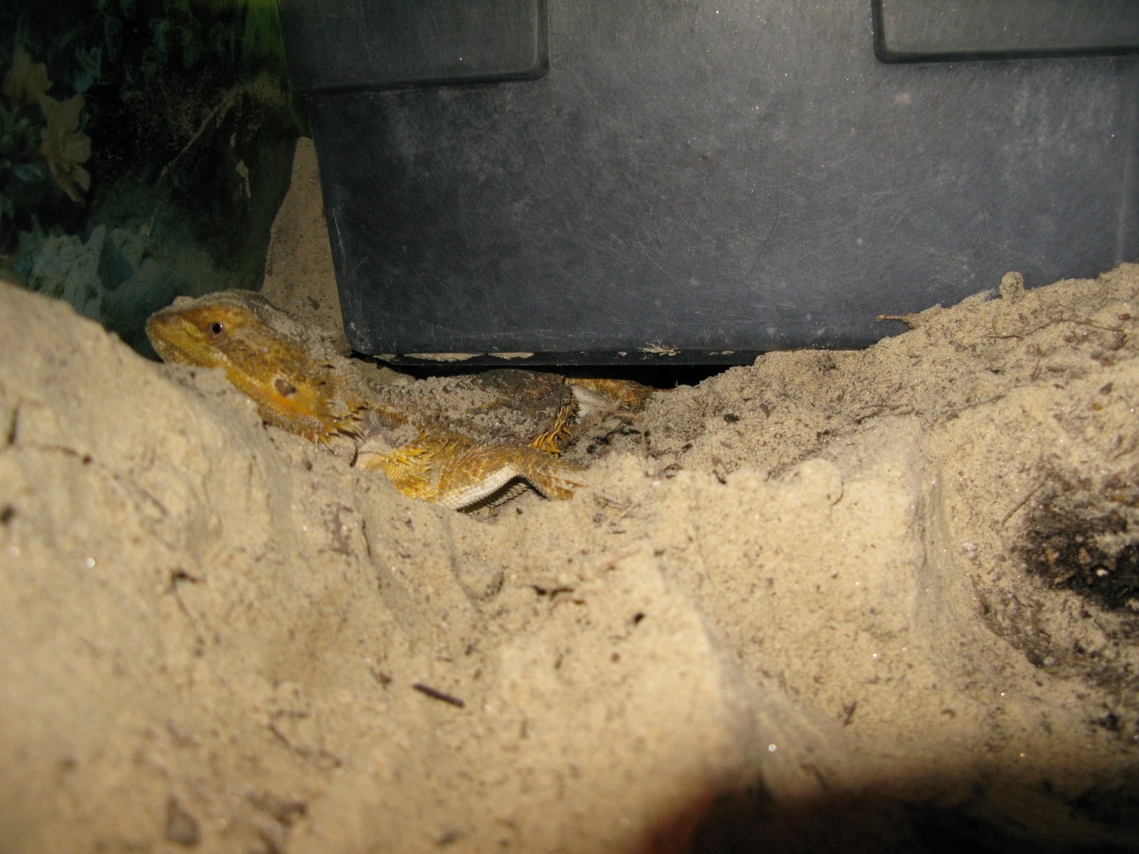 pregnant bearded dragon eggs pregnant bearded dragon eggs