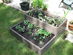 Hot Pepper's 2011 Garden