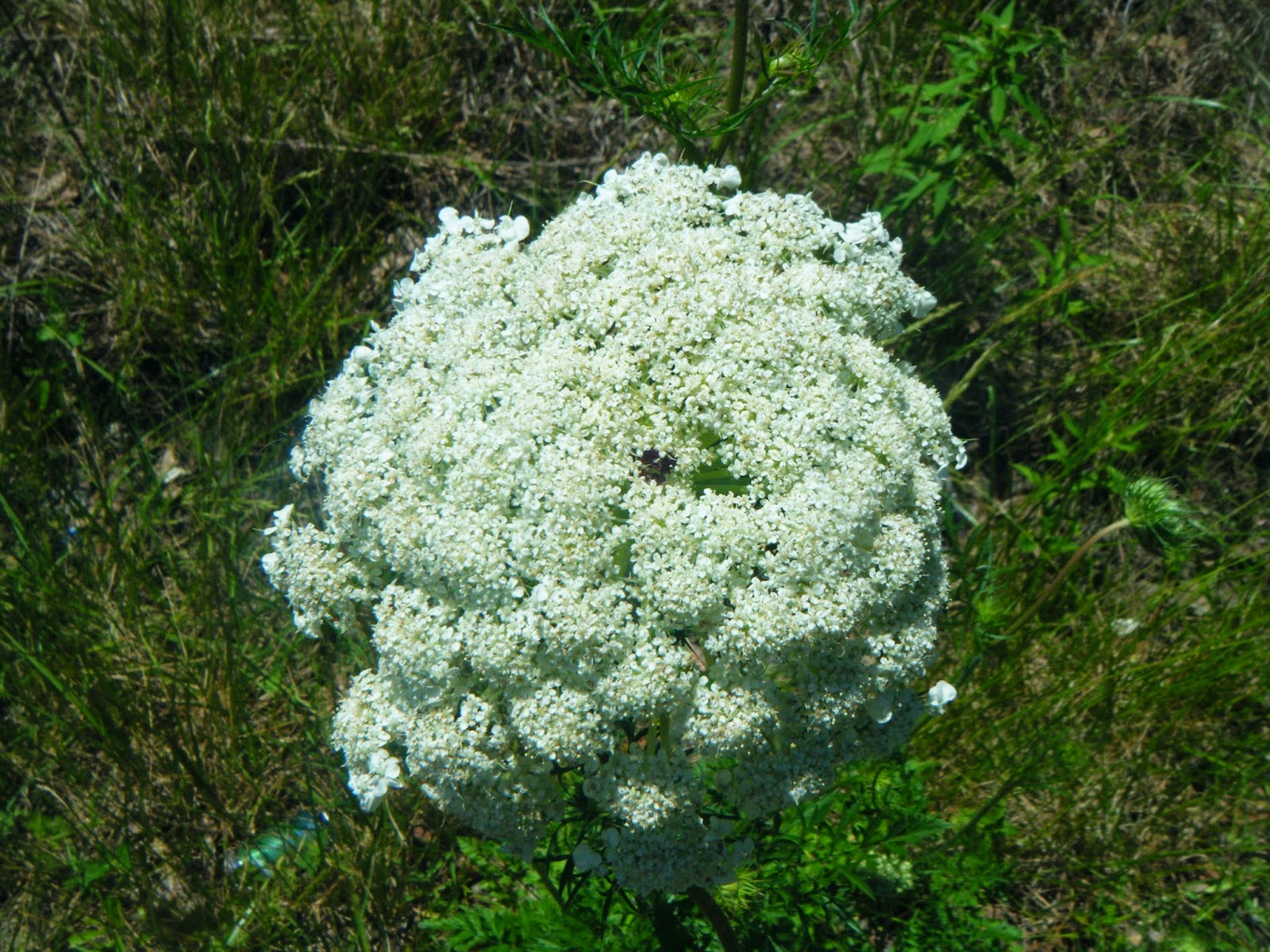 Queen Anne's Lace: Edible, Medicinal, Cautions & Other Uses 