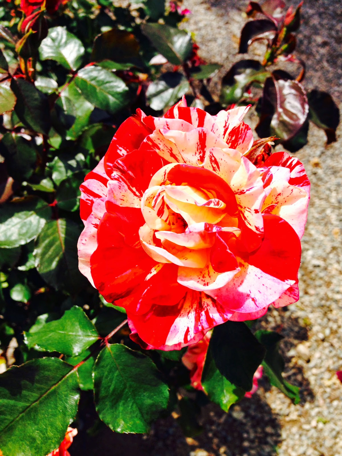 Tiny Garden Adventures My Visit to Guerrero Rose Farm Nursery