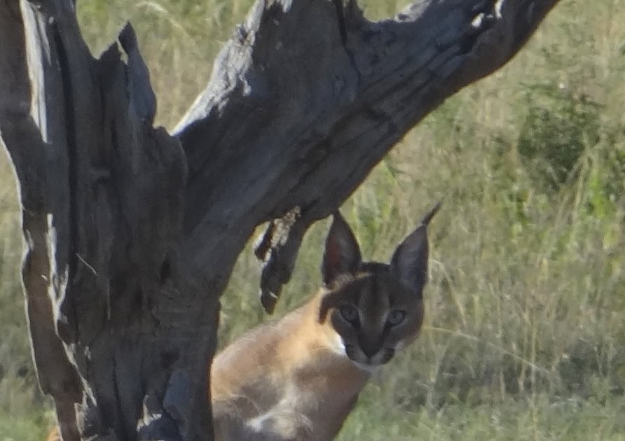Favorite moments from our adventures.. Wild Cat in Kenya. Cats are