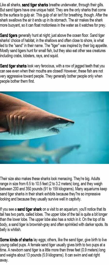 Tiger shark facts for kids