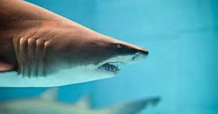 Tiger shark facts for kids | Childhood Education