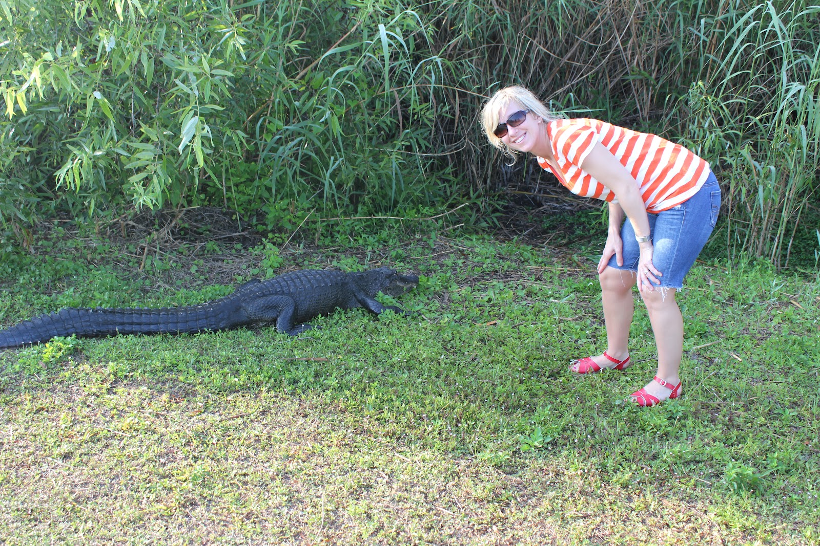 LIVE A LITTLE SUNSHINE National Everglades Park & Buffalo Tiger