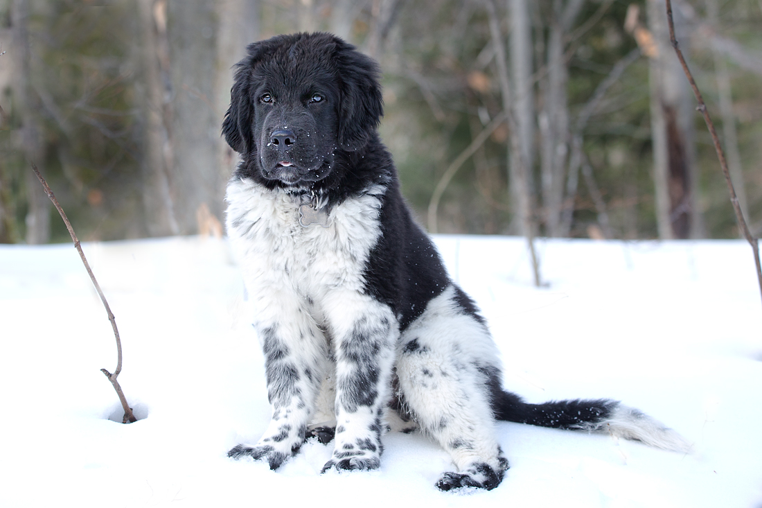 Dog Breeder Bancroft Ontario Dog Breeder Bancroft Ontario