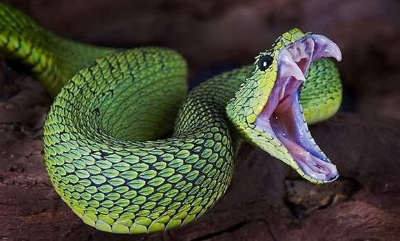 Desktop HD Wallpapers Free Downloads: African Green Bush Viper Wallpapers