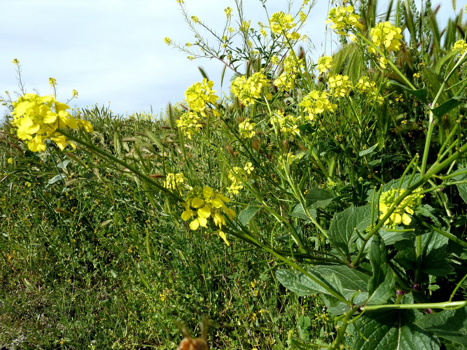 seniors walking across america DAY 76; MENDOTA