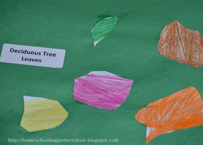 Homeschooling Just Next Door: Exploring Biomes - Temperate Forests