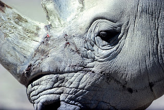 Rhino HD Wallpapers wild