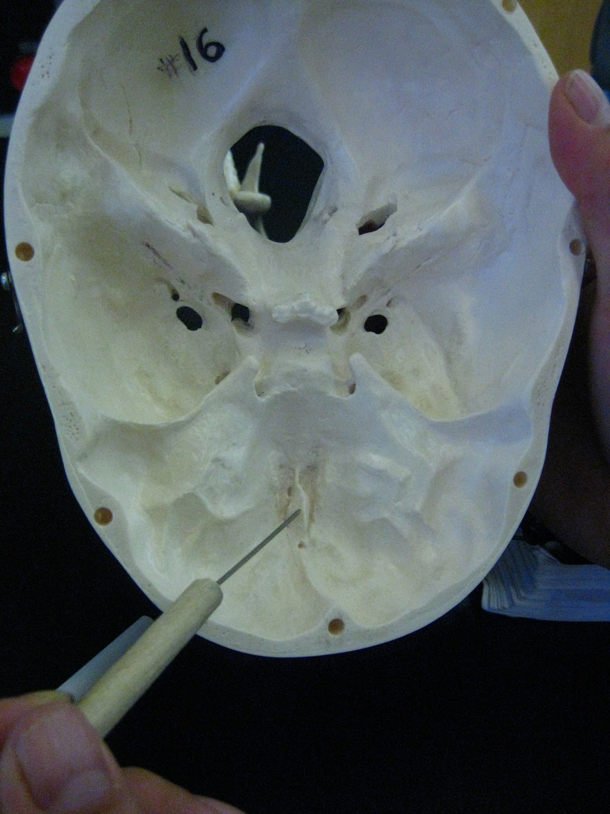 Boned: Human Skull - crista galli (of ethmoid bone)
