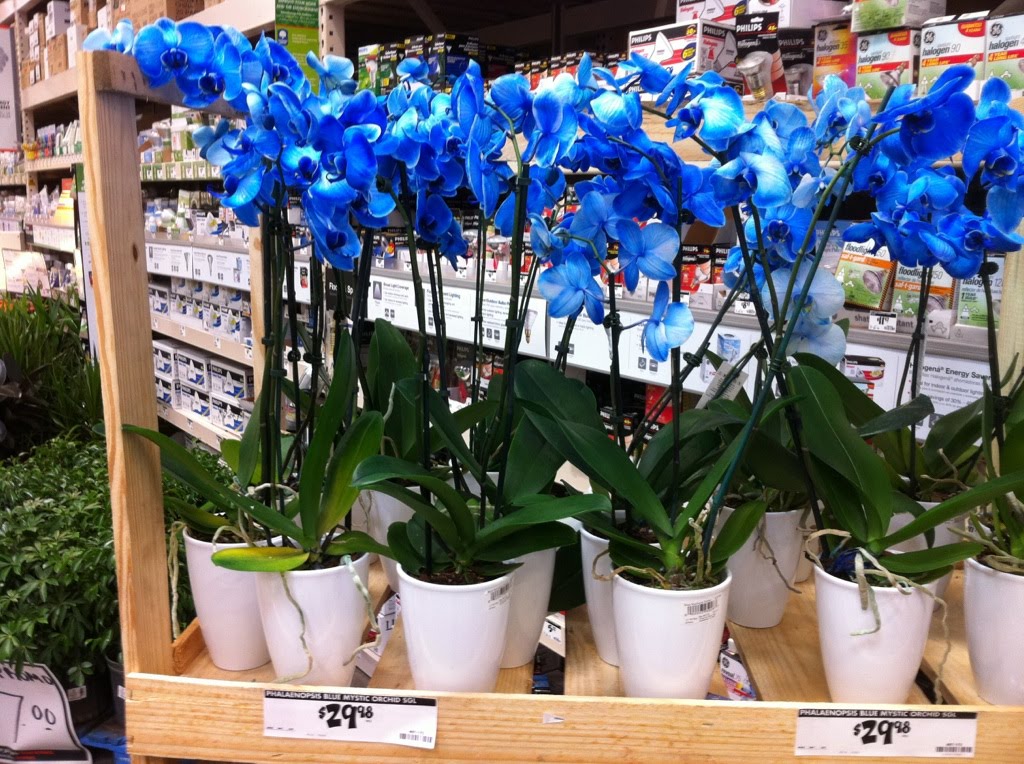 Smiling Sally Blue Monday Blue Orchids