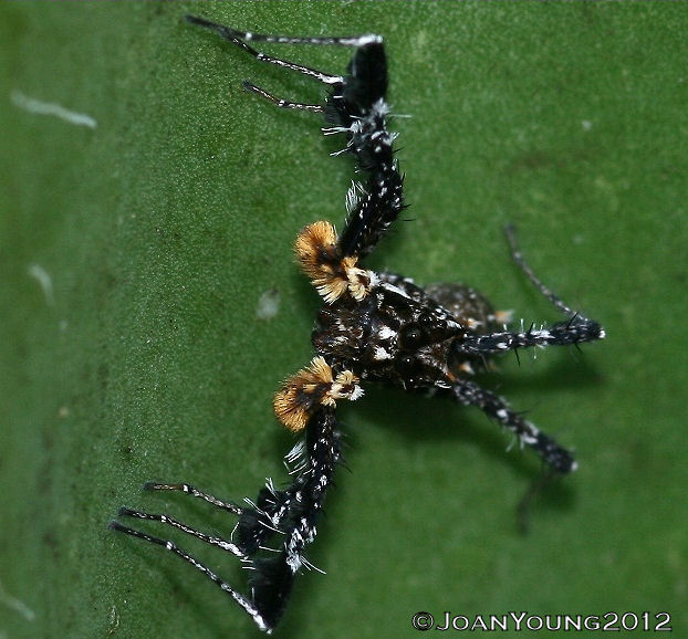 South African Photographs Dandy Jumping Spider (Portia Schultz)