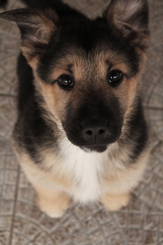 cutest german shepherd puppies puppy of german shepherd many cutest german shepherd puppies puppy of german shepherd many