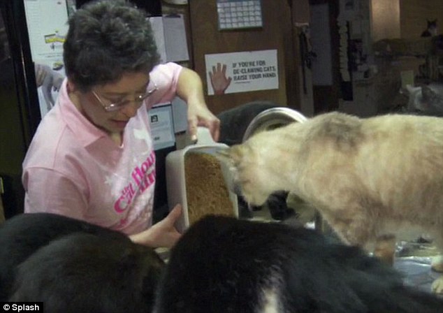The Animal Zone In The Mog House Meet The Woman Who Has 700 Cats