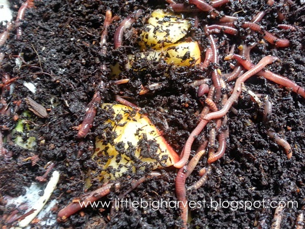 little*big*harvest: Controlling Mites in Your Worm Bin