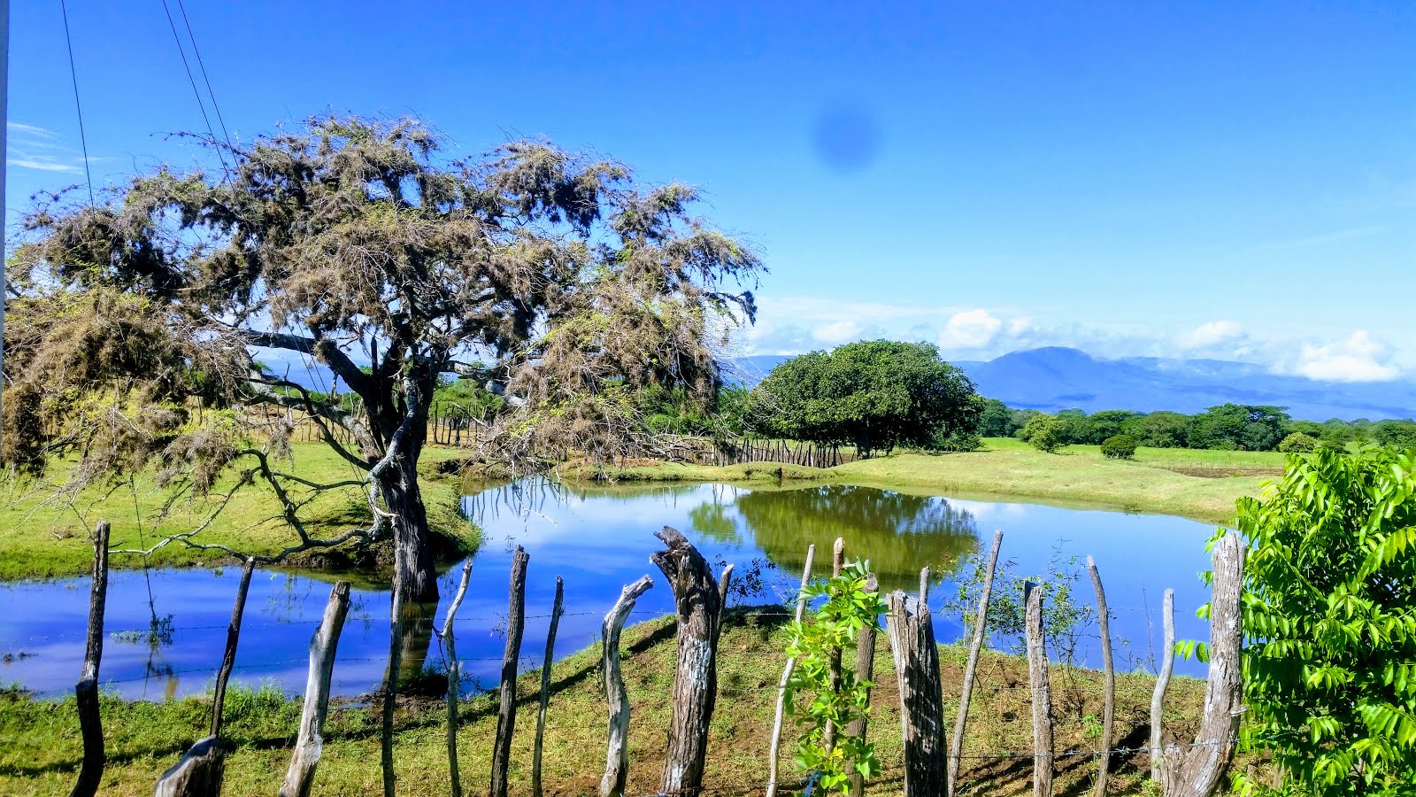 tree in lake