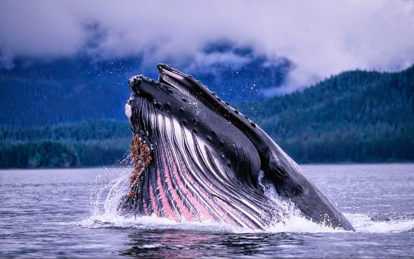 Blue Whale - HD Wallpapers | Earth Blog