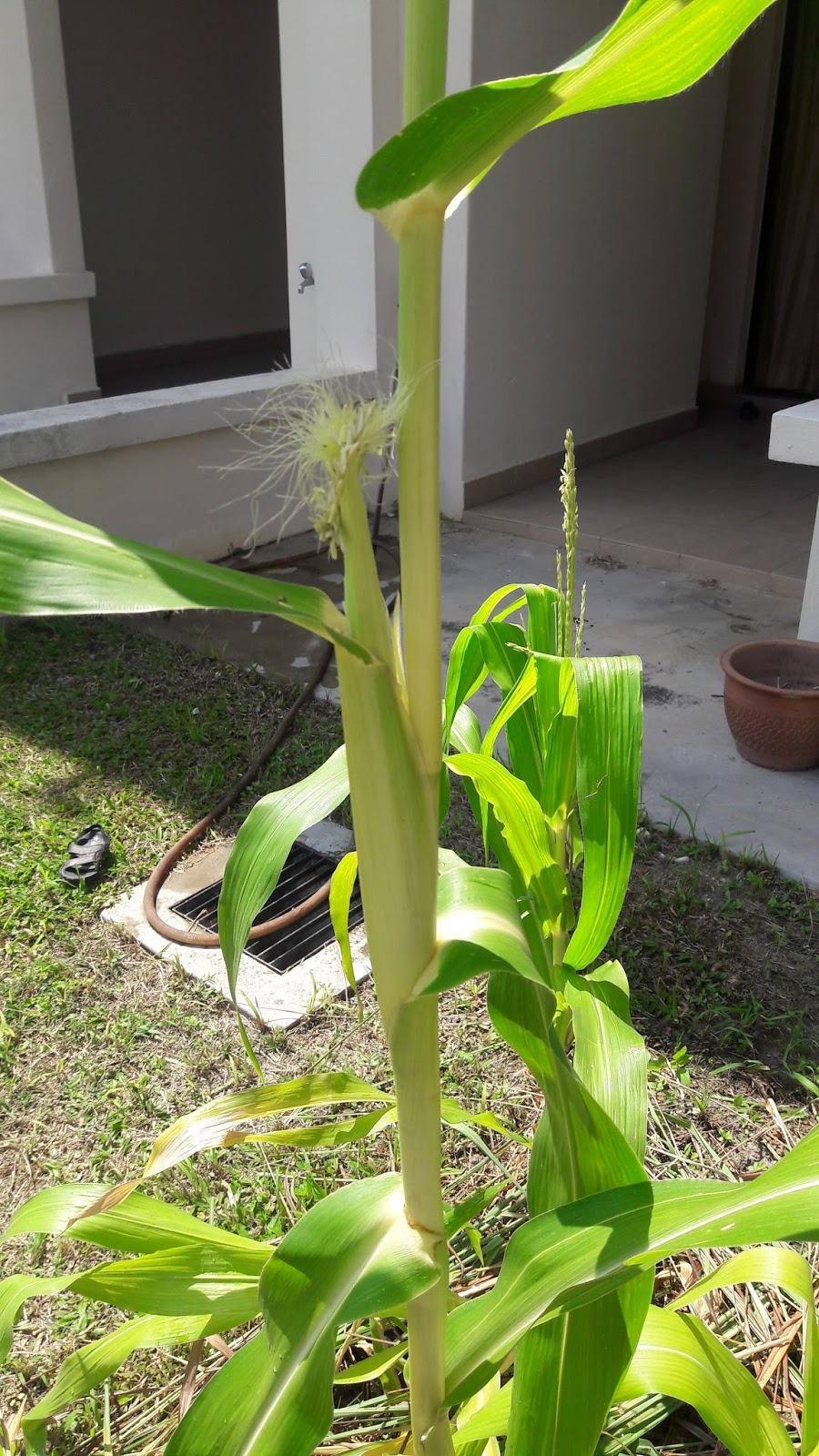 kebun sejemput&hellip;: Jagung Berbunga Jantan dan Berketiak - Minggu 10