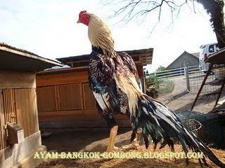 Ayam Samo