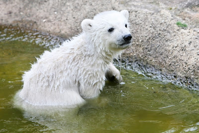 北極熊克努特 4歲的Knut