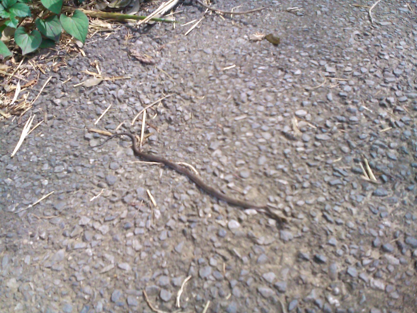 外構職人のここだけブログ 竹藪を起こして放射線量下がった その２