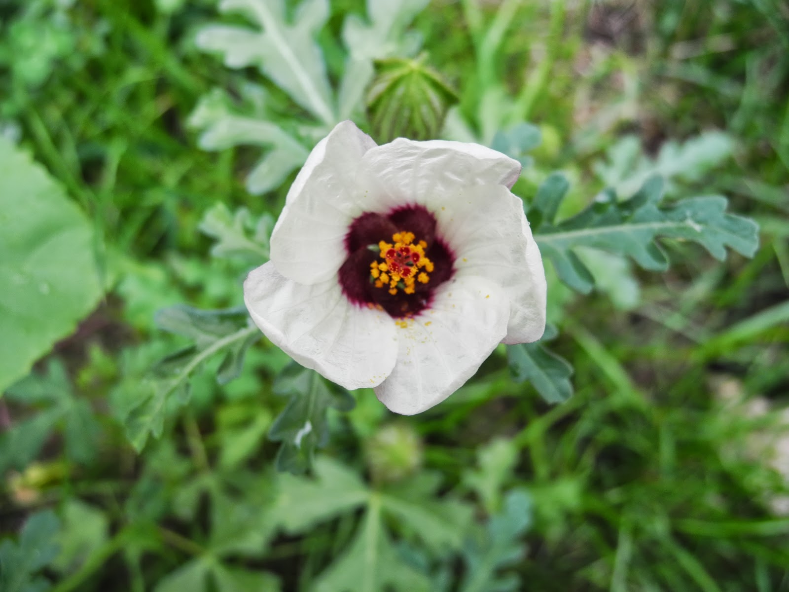 Notre Jardin Secret Hydrangeas Paniculatas