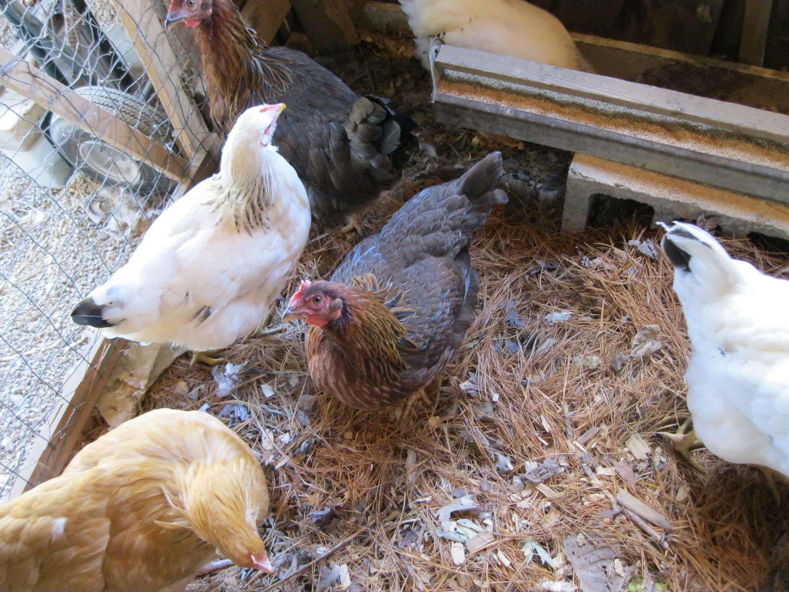 AMY'S HARVEST Garden, Greenhouse, Chicken Update and Farm Recycling!