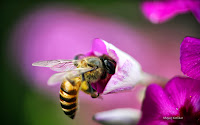 Bee and Flower Wallpaper 5