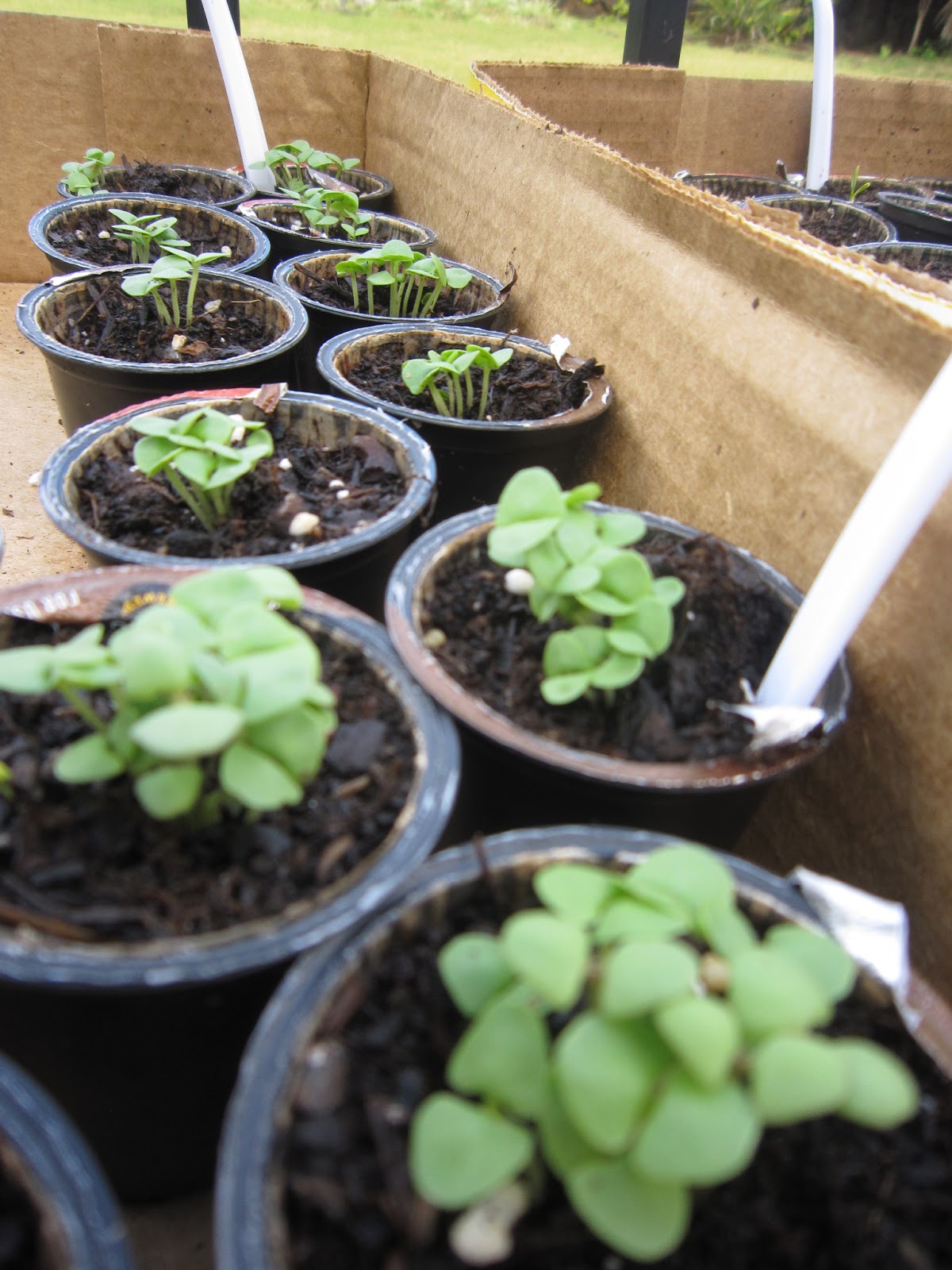 The Helpful Home Reuse and Recycle Coffee KCup PodsGrow Herbs Easily!