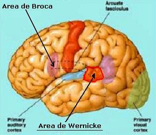 Áreas de Broca y Wernincke